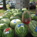 Champion Watermelons